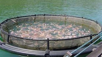 تشغيل مزرعة سمكية بتكلفة 7 ملايين جنيه بالوادي الجديد