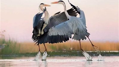 الأسماك الطائرة في معركة غاضبة بين البحر والجو.. (صور)