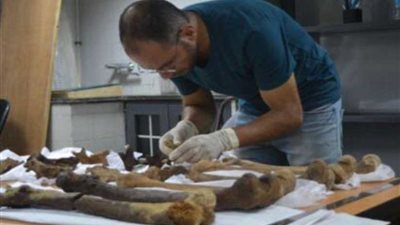 ننشر نتائج الدراسات الأولية للهياكل العظمية المكتشفة في التابوت الحجري بالإسكندرية