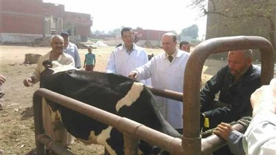 هدوء أسواق الأضاحي وتوافر اللحوم في المجمعات الاستهلاكية