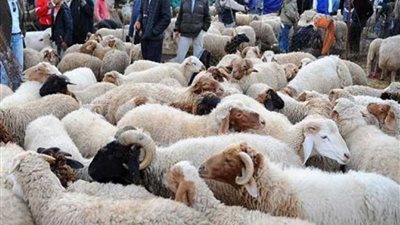 سقوط لصوص أضاحي العيد بالبحيرة