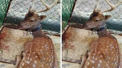 القبض على جزار يعرض غزالة بالإسكندرية