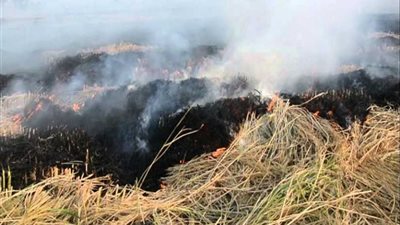 50 جنيهاً لطن القش وأجهزة حديثة لمراقبة الفلاحين لعدم حرق القش