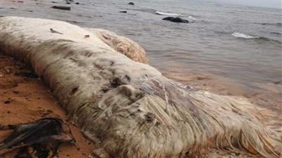 مخلوق مجهول قذفته أمواج البحر على الشاطئ ..يثير حيرة العلماء (فيديو)