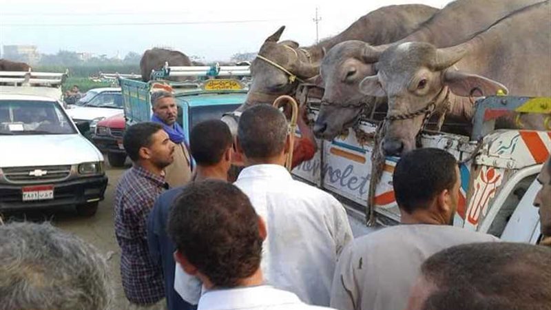 سيارات الأضاحي تسيطر