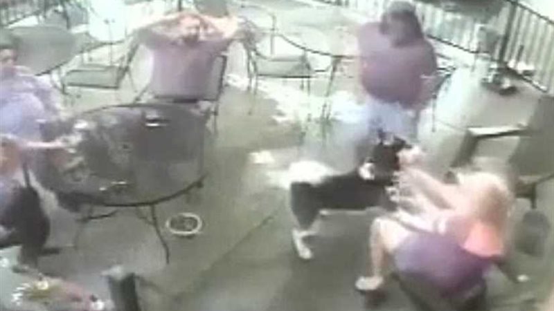 كلب يشوه وجه امرأة