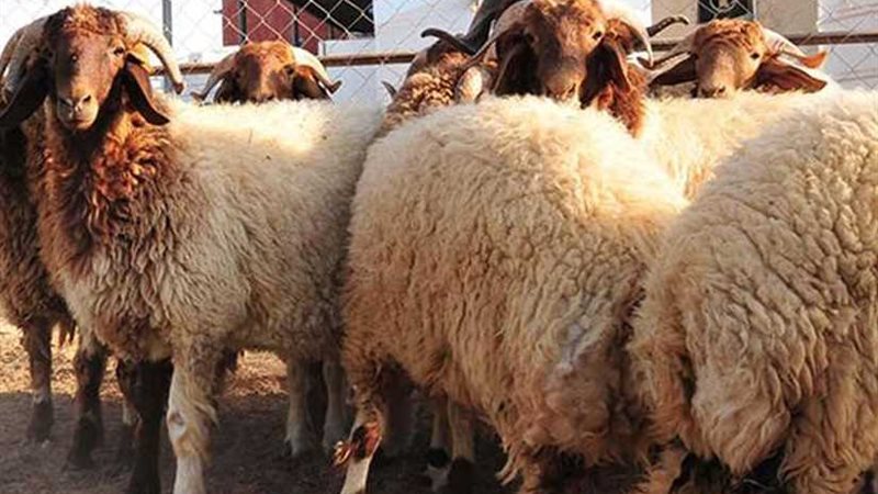 ما أفضل وقت لذبح