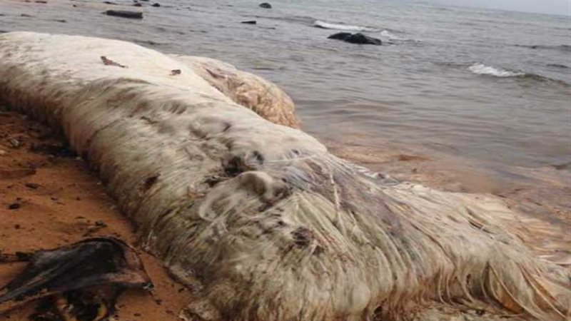 مخلوق مجهول قذفته