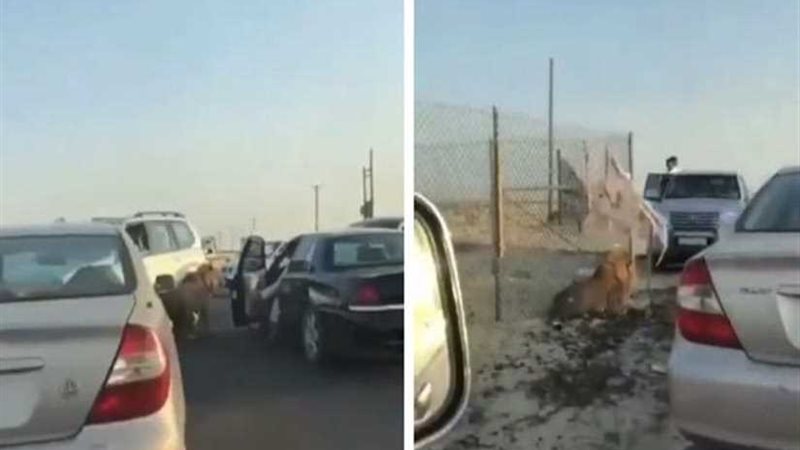 أسد طليق يثير الرعب