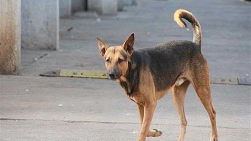 كلب يعقر سيدة الطالبية..