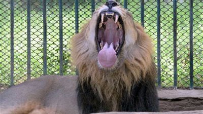 أسد غاضب يهاجم السيارات وسط طريق في الكويت (فيديو)