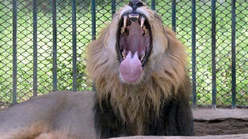 أسد غاضب يهاجم السيارات