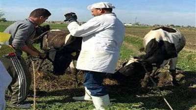 تنفيذ قوافل بيطرية لعلاج أمراض نقص الخصوبة والحفاظ على الثروة الحيوانية بالبحيرة