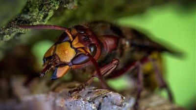 هجوم غامض لدَّبابير 