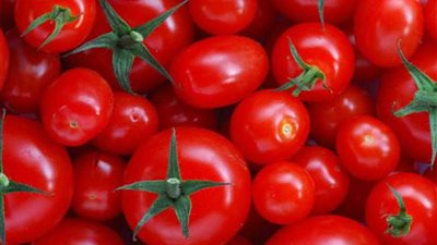 الزراعة تنفي ضبط طماطم بداخلها مادة بيضاء سامة بالأسواق