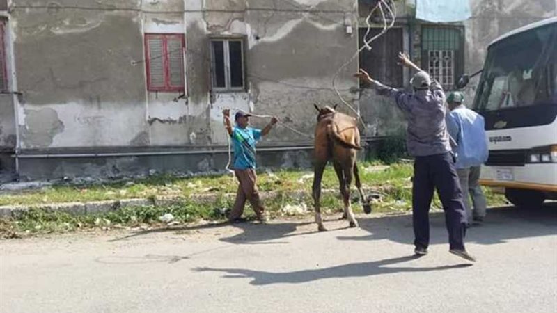 بـالعقارات المهدئة