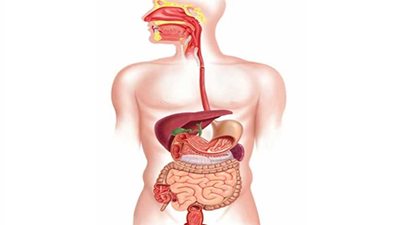 الجمعة: الاجتماع الأول للتميز في الجهاز الهضمي