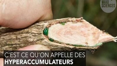 شاهد.. أشجار تفرز المعادن الثقيلة من جذوعها