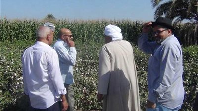 محافظ أسيوط : تسهيل إجراءات استلام محصول القطن من المزارعين ..(صور)