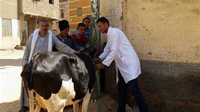 بدء حملة للتحصين ضد الحمى القلاعية والوادي المتصدع بالمنيا .. السبت المقبل