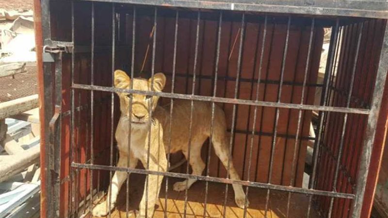 ضبط 5 أسود إفريقية