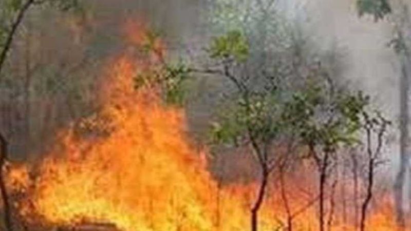 حريق بالأشجارالمحيطة