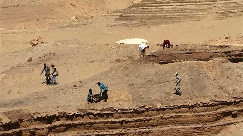 فريق حفريات المنصورة