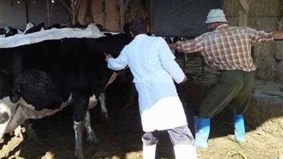 تحصين 23 ألف رأس ماشية ضد الحمى القلاعية وحمى الوادى المتصدع ببنى سويف