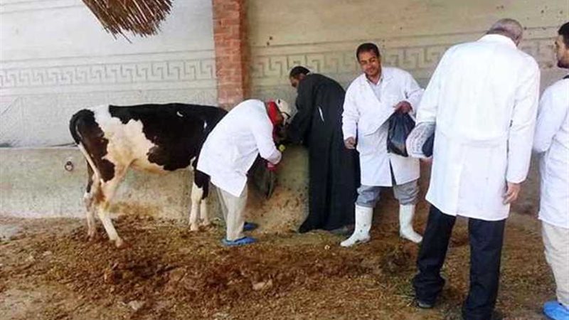 تحصين 46 رأس ماشية