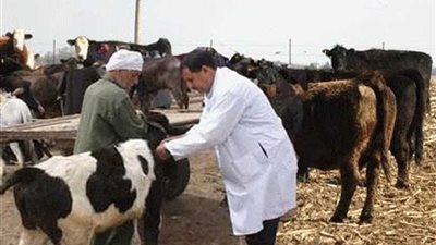 نائب وزير الزراعة تتفقد حملة التحصين ضد الحمى القلاعية بالبحيرة