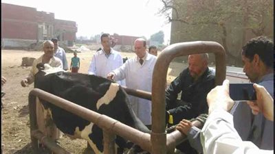 تحصين 41 ألف رأس ماشية ضد الحمى القلاعية والوادى المتصدع ببنى سويف