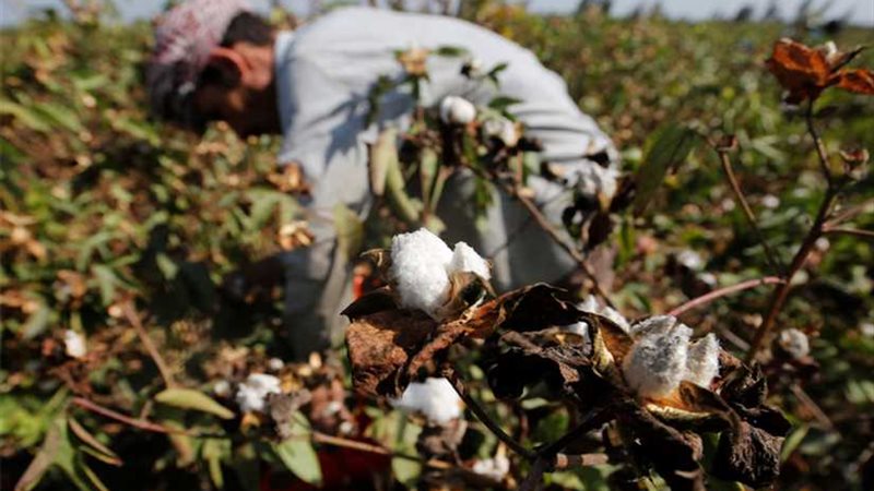 زراعة المنوفية تحظر