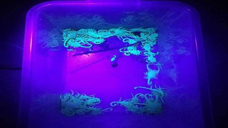 إنشاء مزرعة لإنتاج