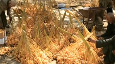 بدء زراعة نخيل سعودي في مصر ينتج أجود أنواع التمور العالمية (فيديو)