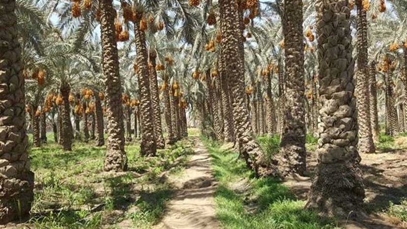 البحوث الزراعية: