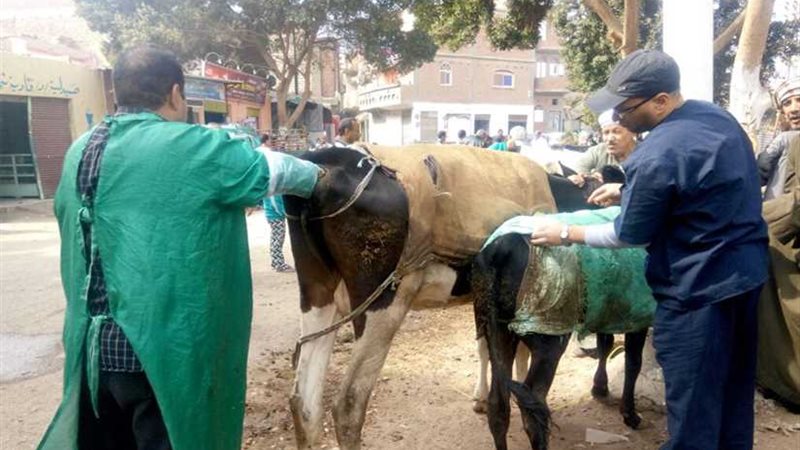 تحصين 74 رأس ماشية