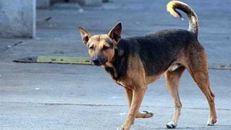 كلب ضال يعقر 7 أشخاص