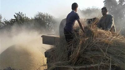 تجميع4841 طن قش أرز بالبحيرة