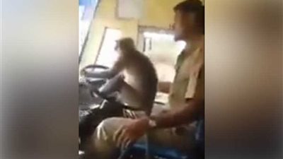 قرد يقود حافلة في الهند 