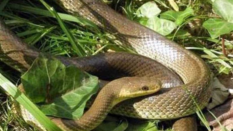 العثور على ثعبان