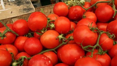 الزراعة تعلن نتائج فحص 