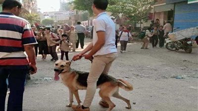 شباب يثير ذعر تلاميذ زفتى بالكلاب