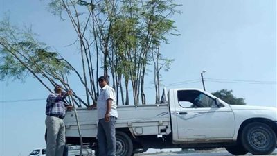 تشجير المدخل الجنوبي لمركز سمالوط بالمنيا