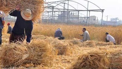 جمع 76 ألف طن قش أرز بالدقهلية