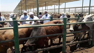 طب بيطري الدقهلية: تحصين 248 ألف رأس ماشية ضد الحمى القلاعية