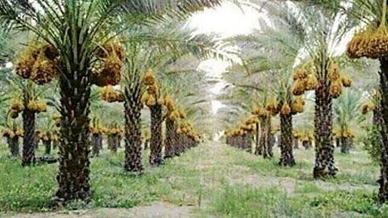 سر النخلة في اجتماعات