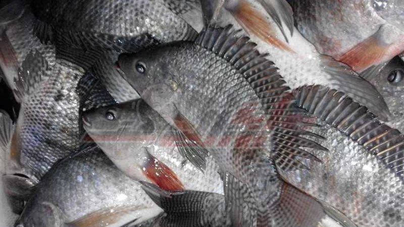 بشاير الخير بالمزارع