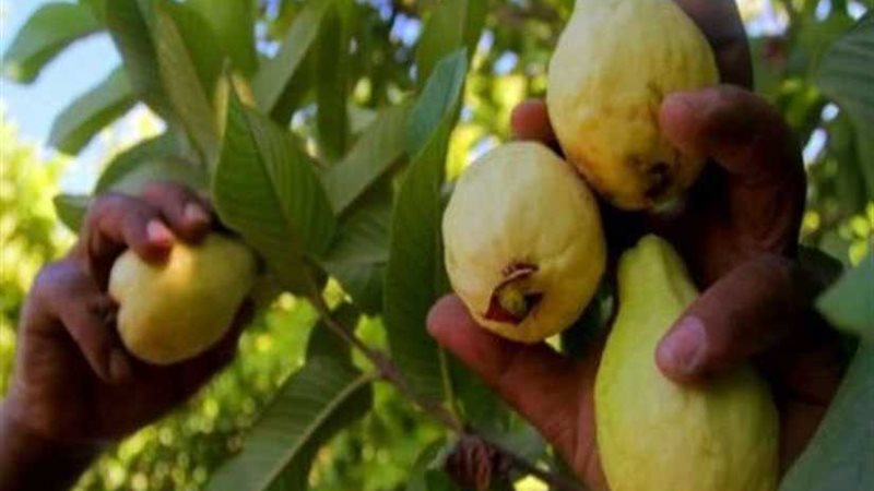 الزراعة: رفع الحظر