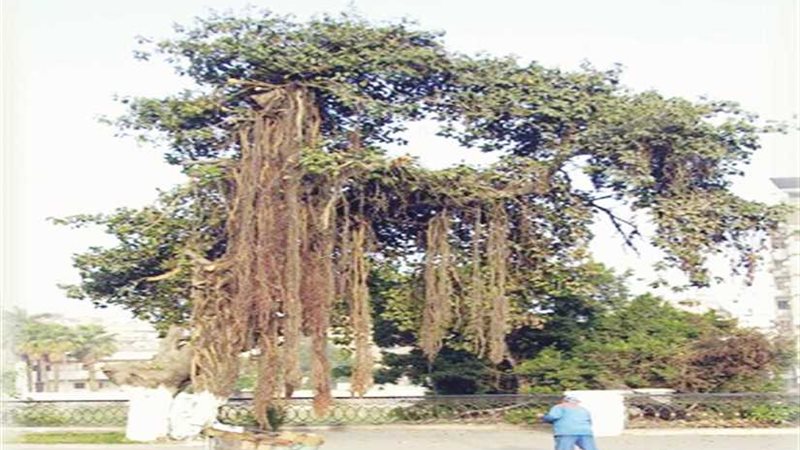 غدا..بدء زراعة جسور