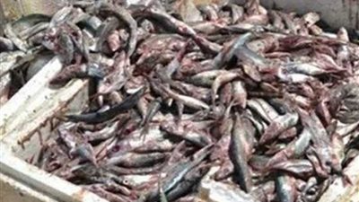 إعدام 2001 طن أسماك فاسدة بحملة تموينية بقليوب